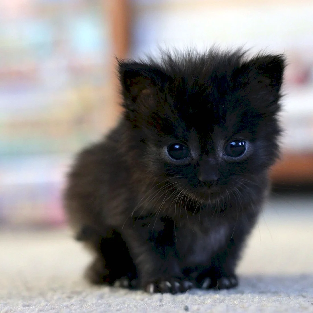Черный котенок. Красивые картинки животных