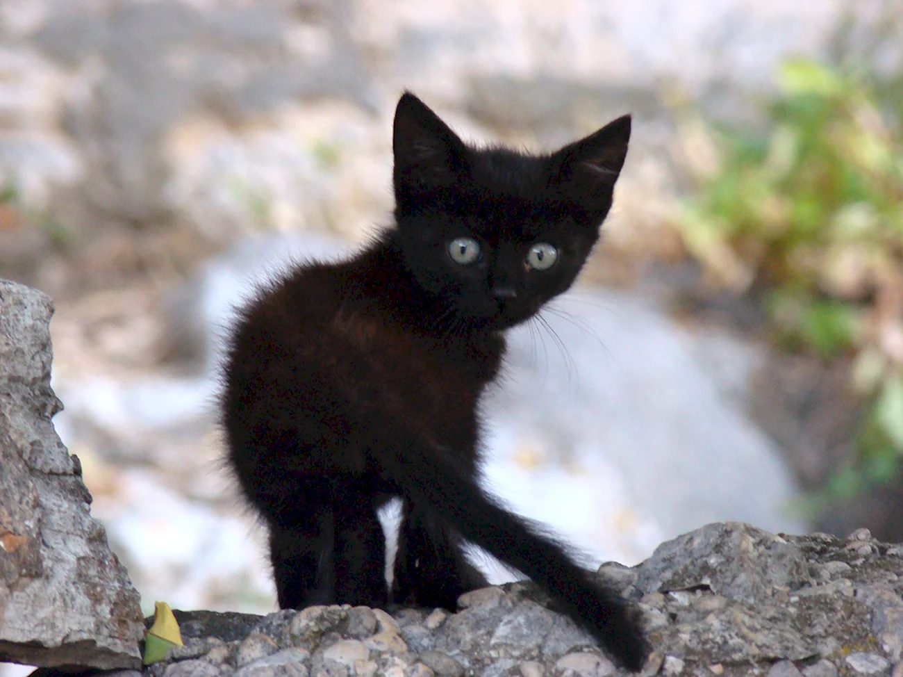 Черный котенок на улице. Прикольная картинка