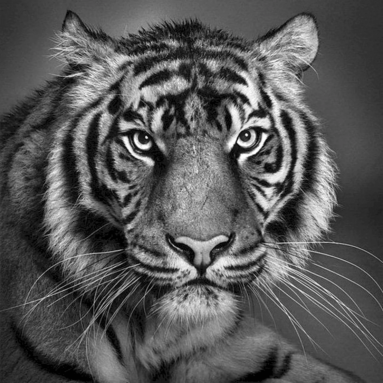 Черный тигр Кишан. Красивая картинка