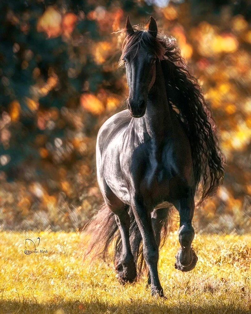Christa merk лошади. Красивое животное
