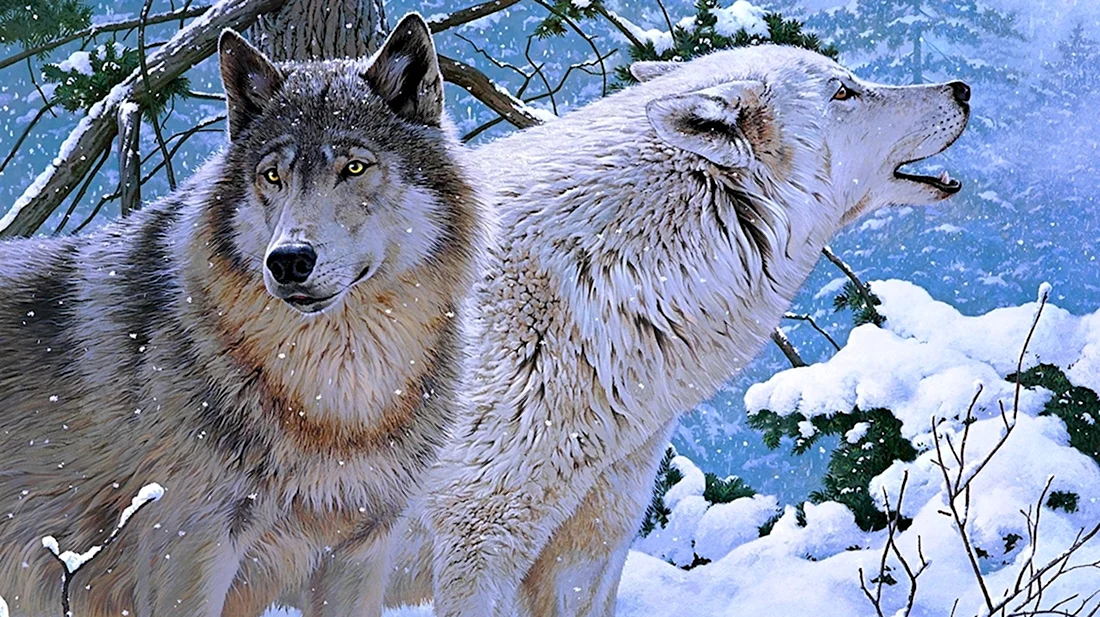 Cobble Hill волки. Красивые картинки животных