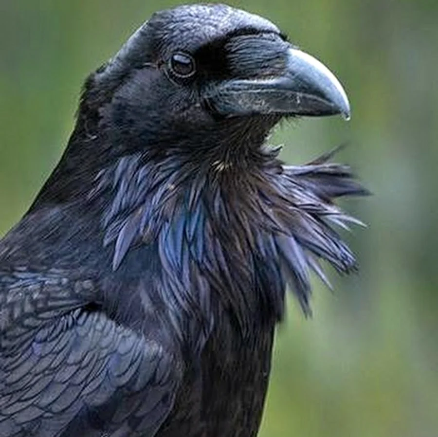 Corvus Corax птица. Картинка