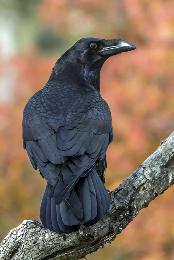 Corvus Corax птица. Картинка