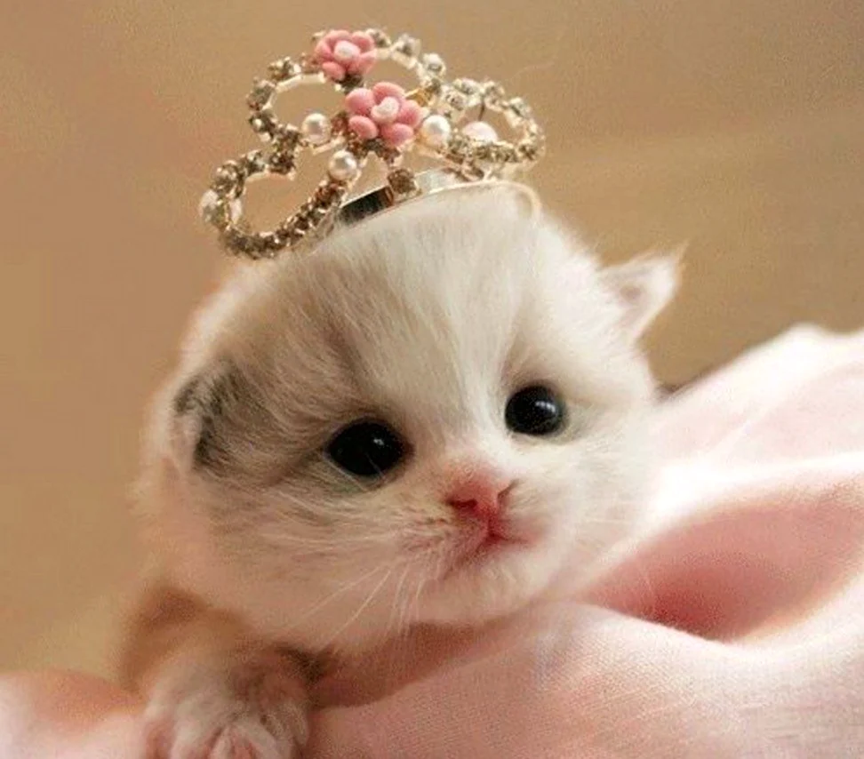 Cute Kitty. Красивые картинки животных