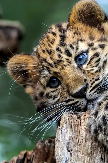 Дальневосточный леопард. Красивое животное
