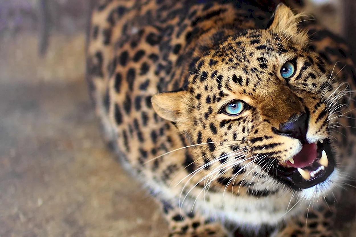 Дальневосточный леопард. Красивое животное