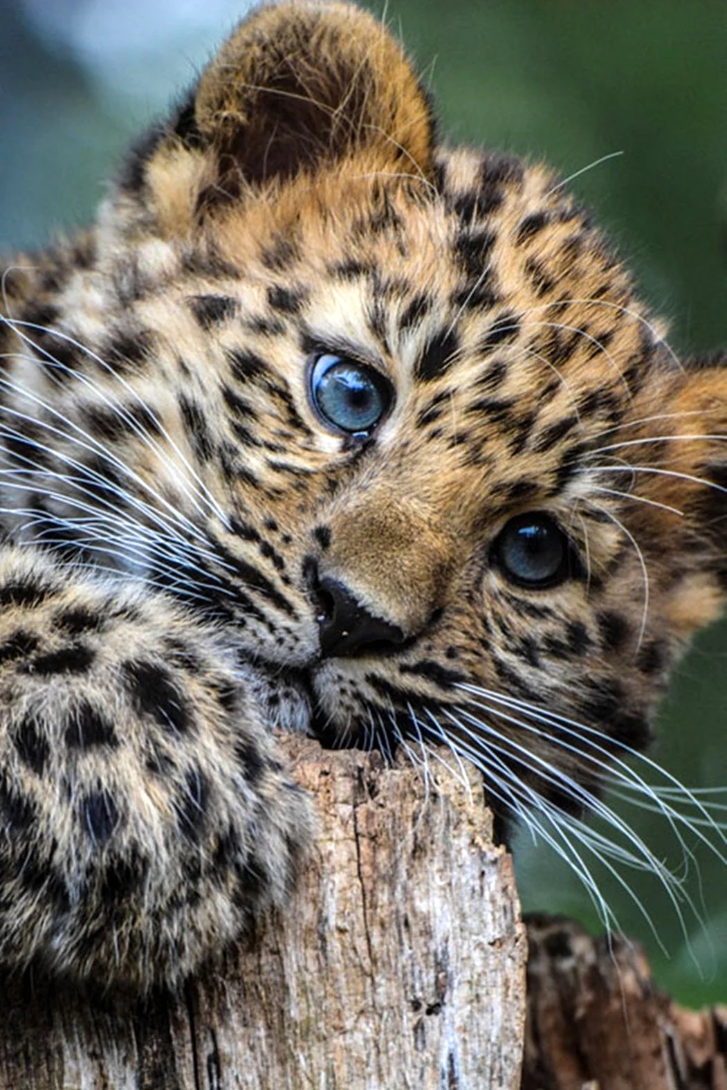 Дальневосточный леопард Детеныши. Красивое животное