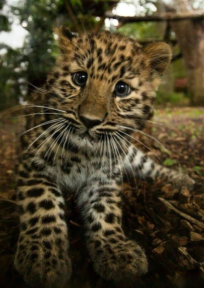 Дальневосточный леопард Детеныши. Красивое животное