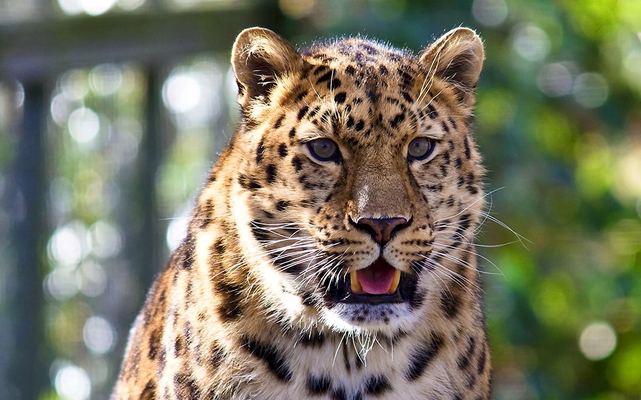 Дальневосточный леопард морда. Красивое животное