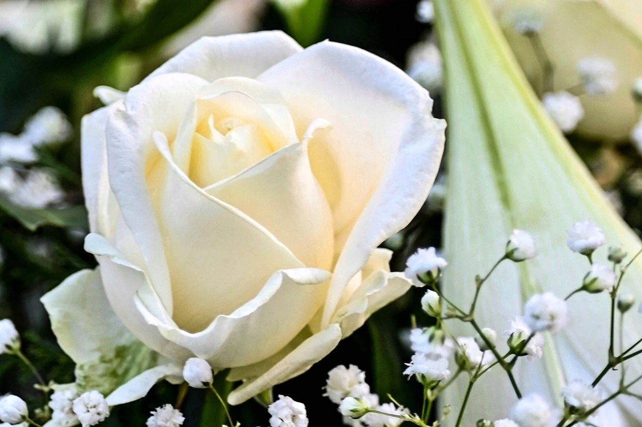 Дамасская роза белая. Красивая картинка