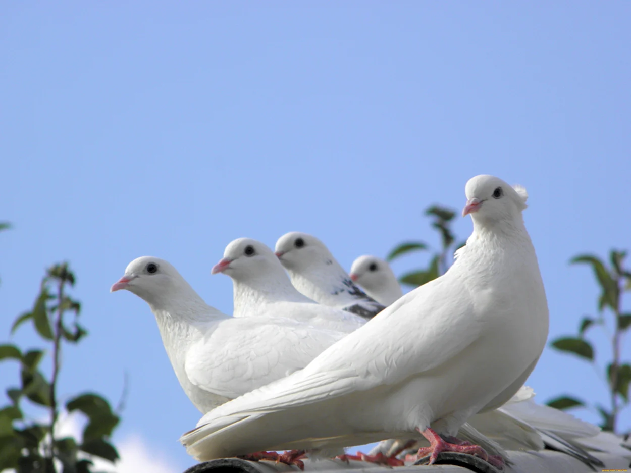 Декоративные белые голуби. Красивое животное