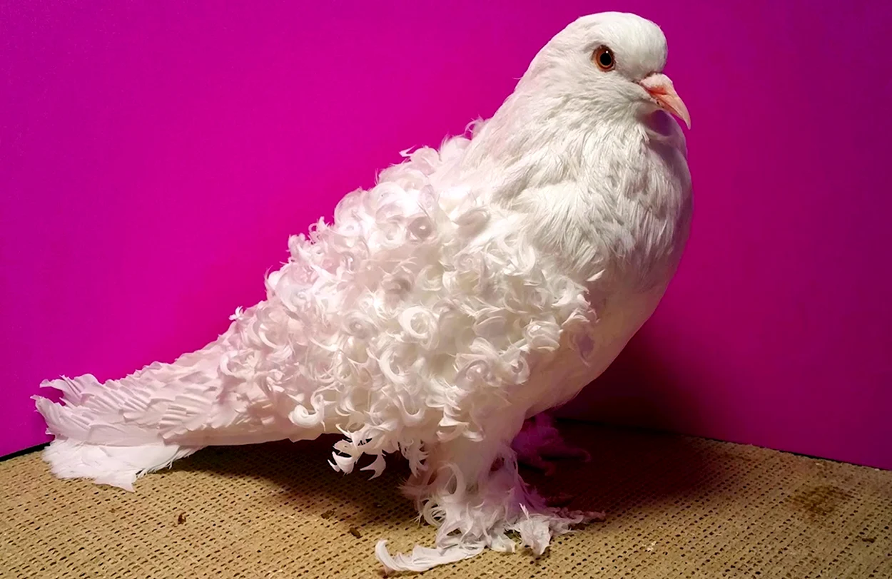 Декоративные голуби. Красивое животное