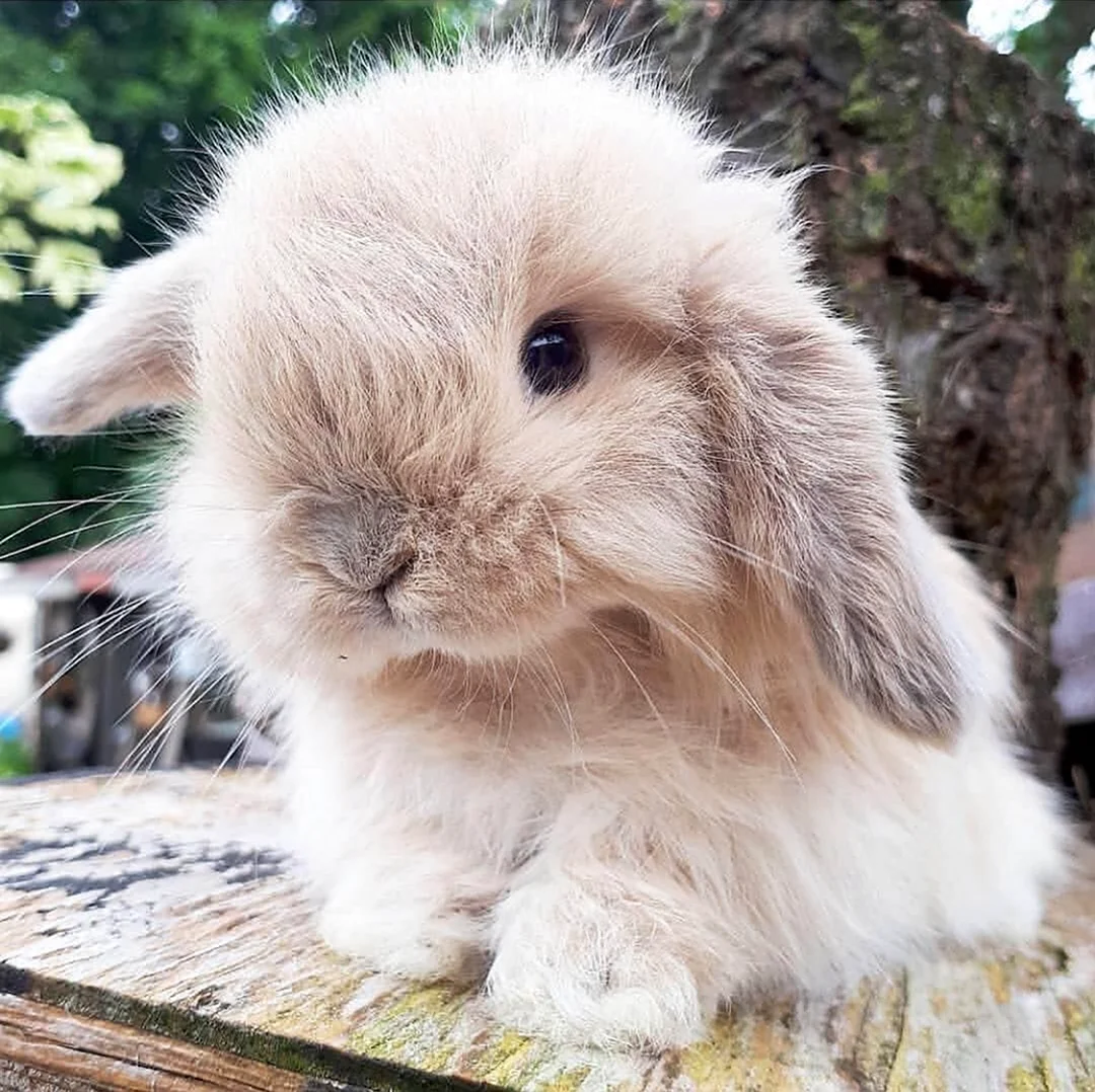 Декоративный кролик ангорский. Красивое животное