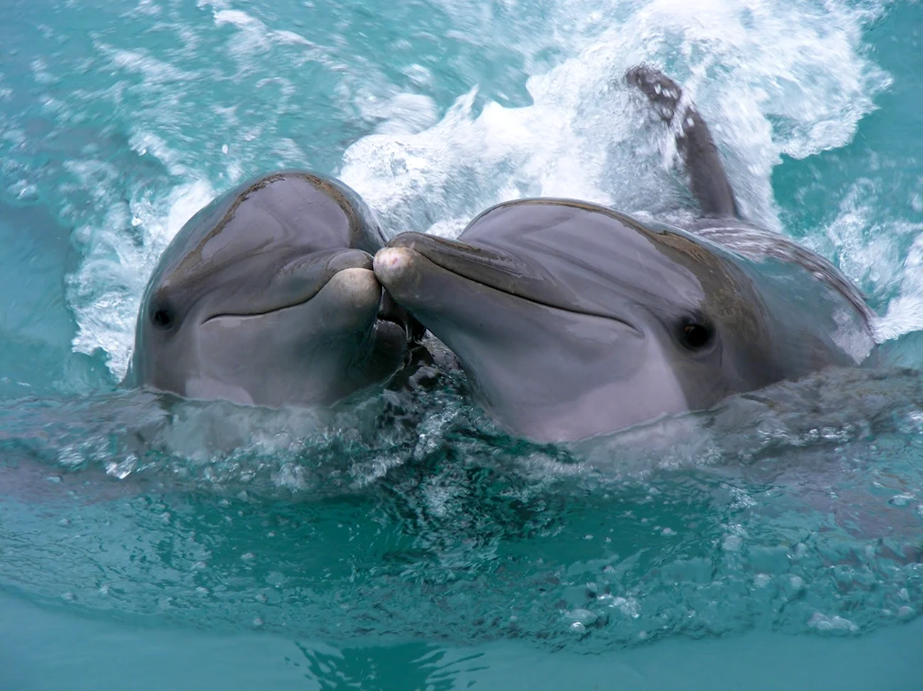 Дельфин афалин Окинава. Картинка