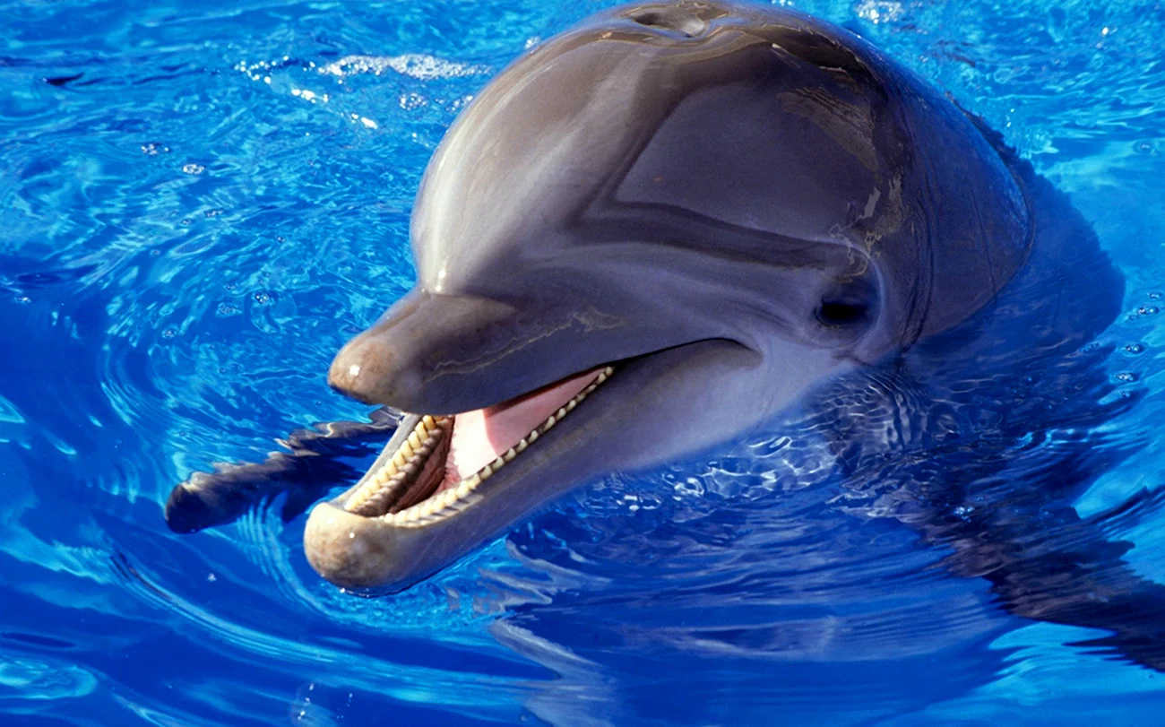 Дельфин млекопитающее. Картинка