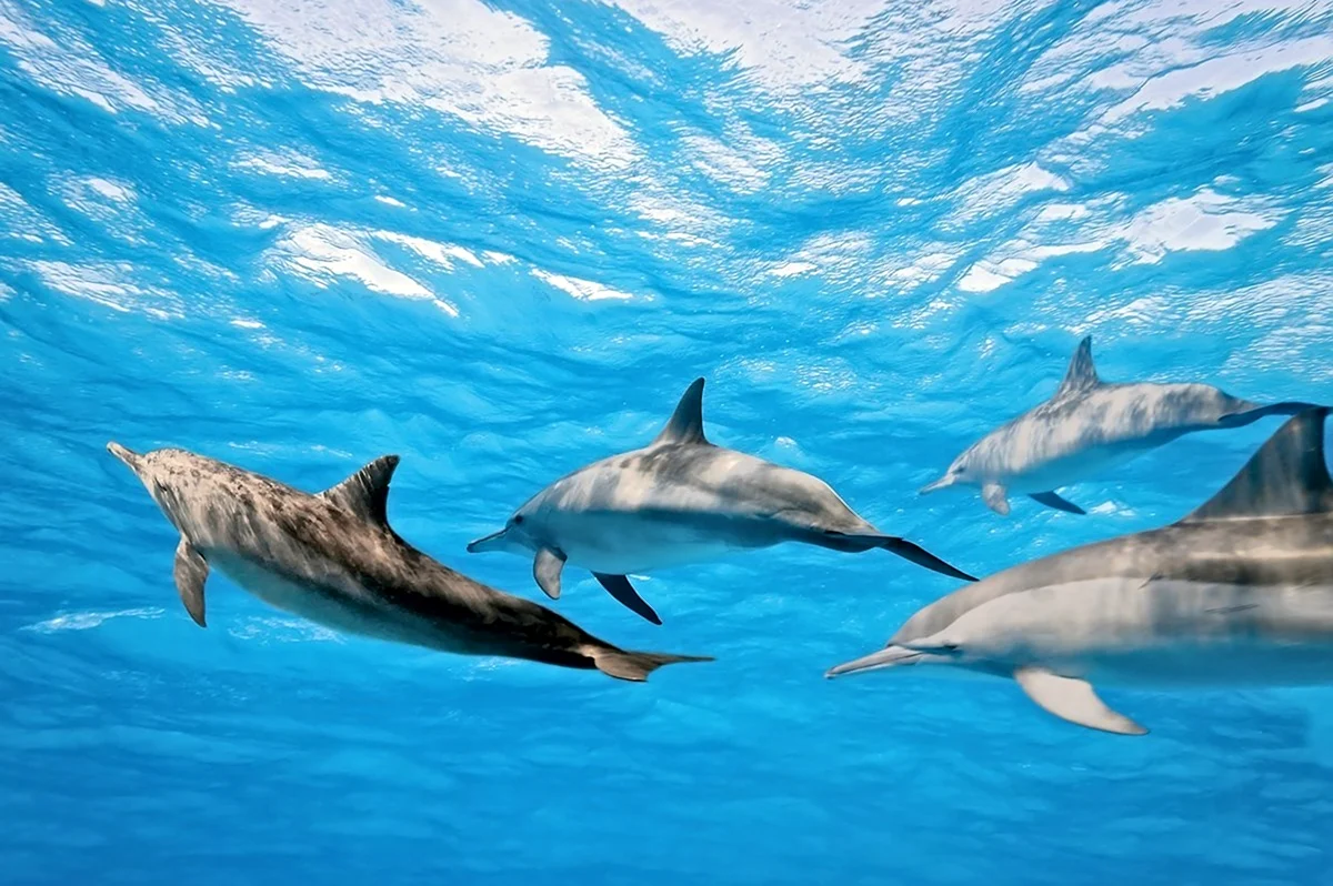 Дельфин млекопитающий. Картинка