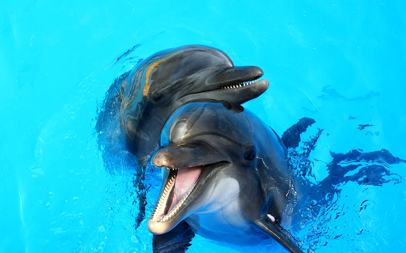 Дельфин-Афалина. Картинка