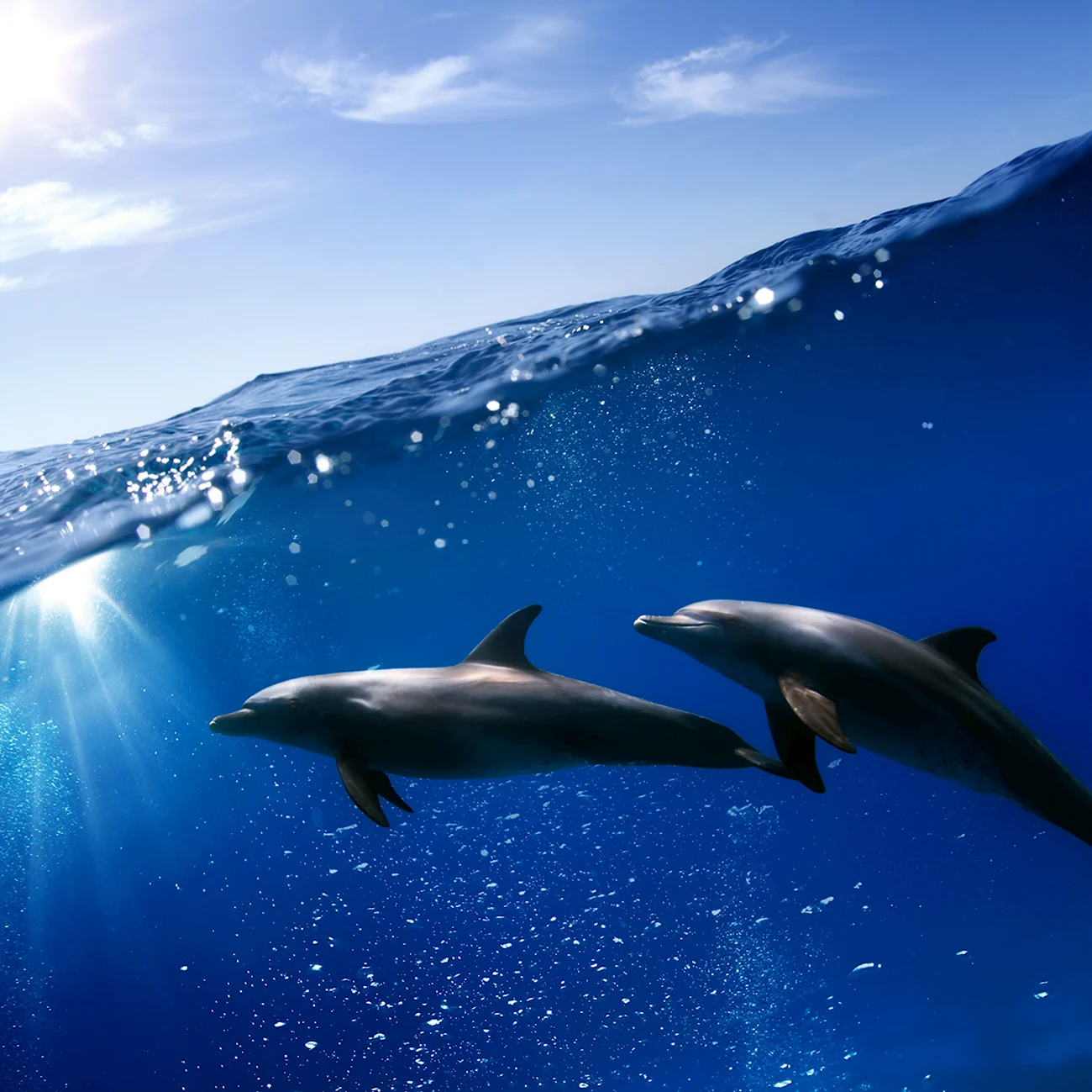 Дельфины. Картинка