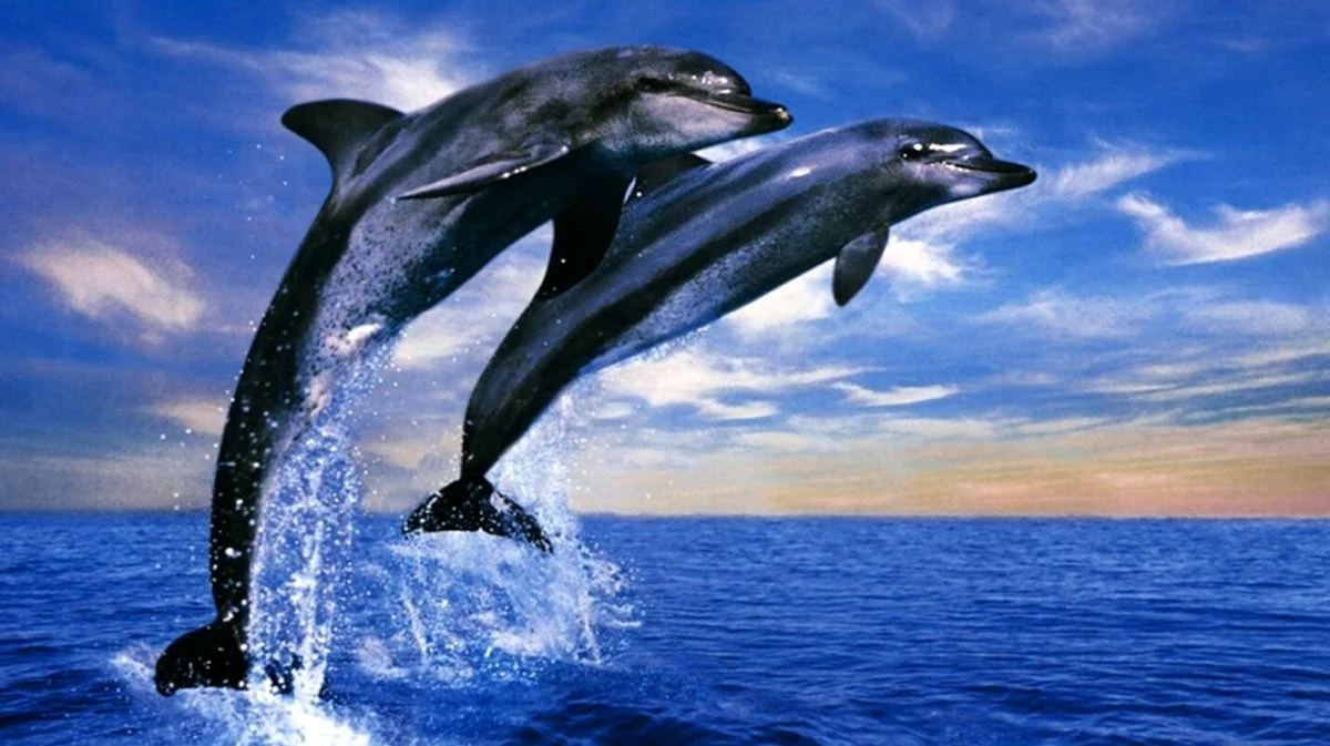 Дельфины. Картинка