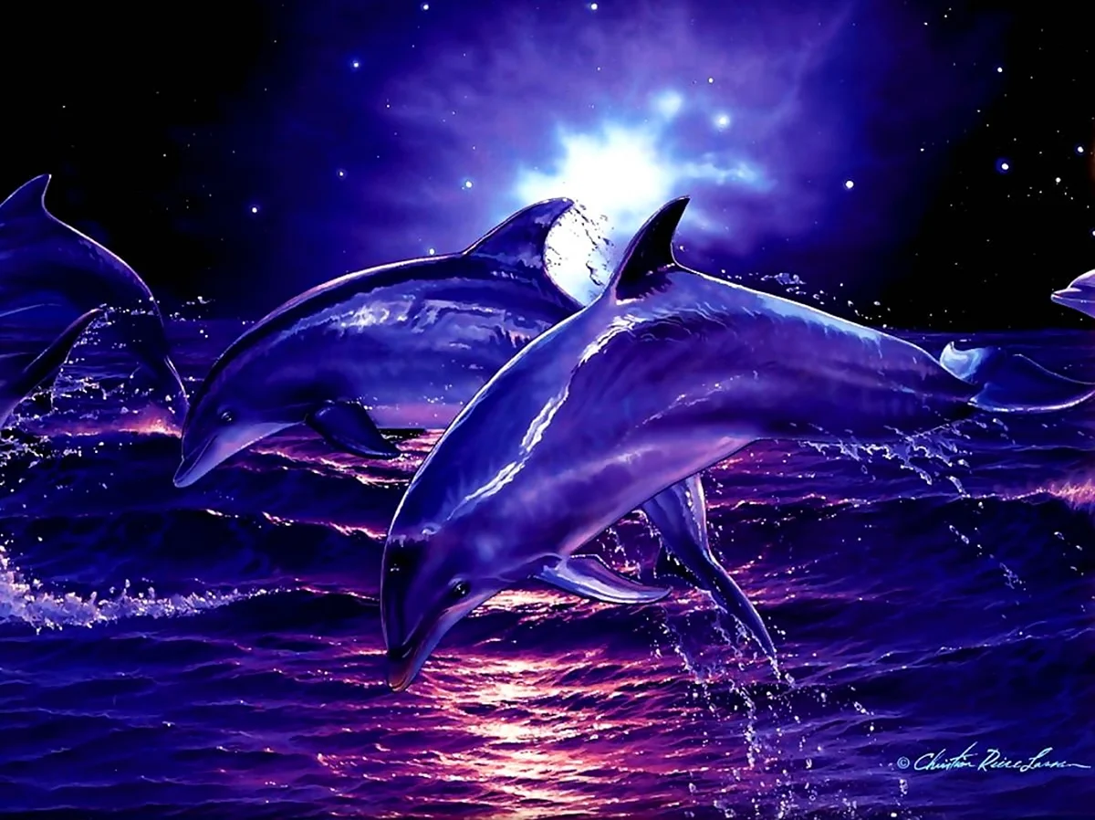 Дельфины арт. Картинка