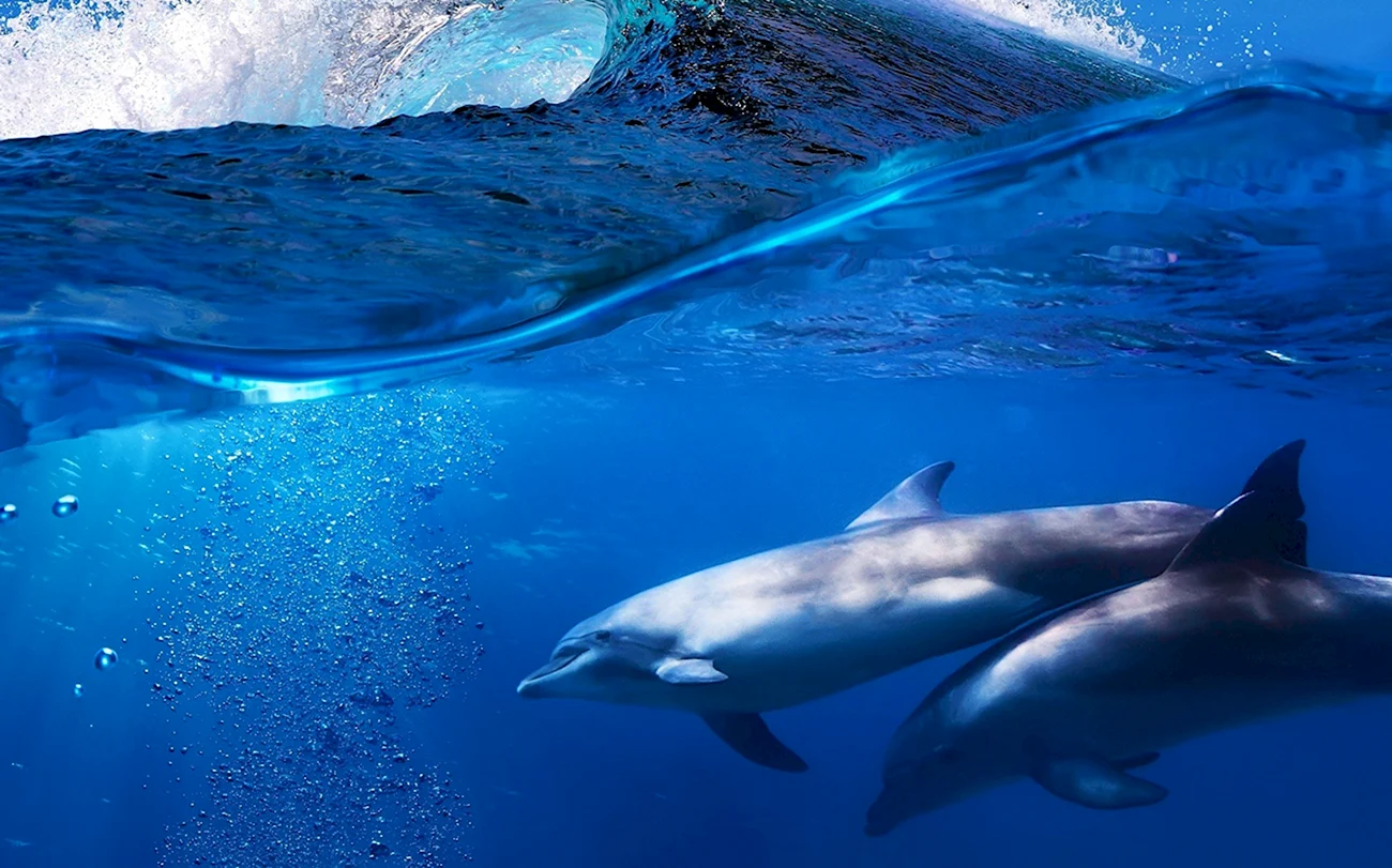 Дельфины Атлантического океана. Картинка