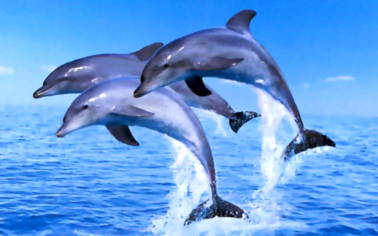 Дельфины обои. Картинка