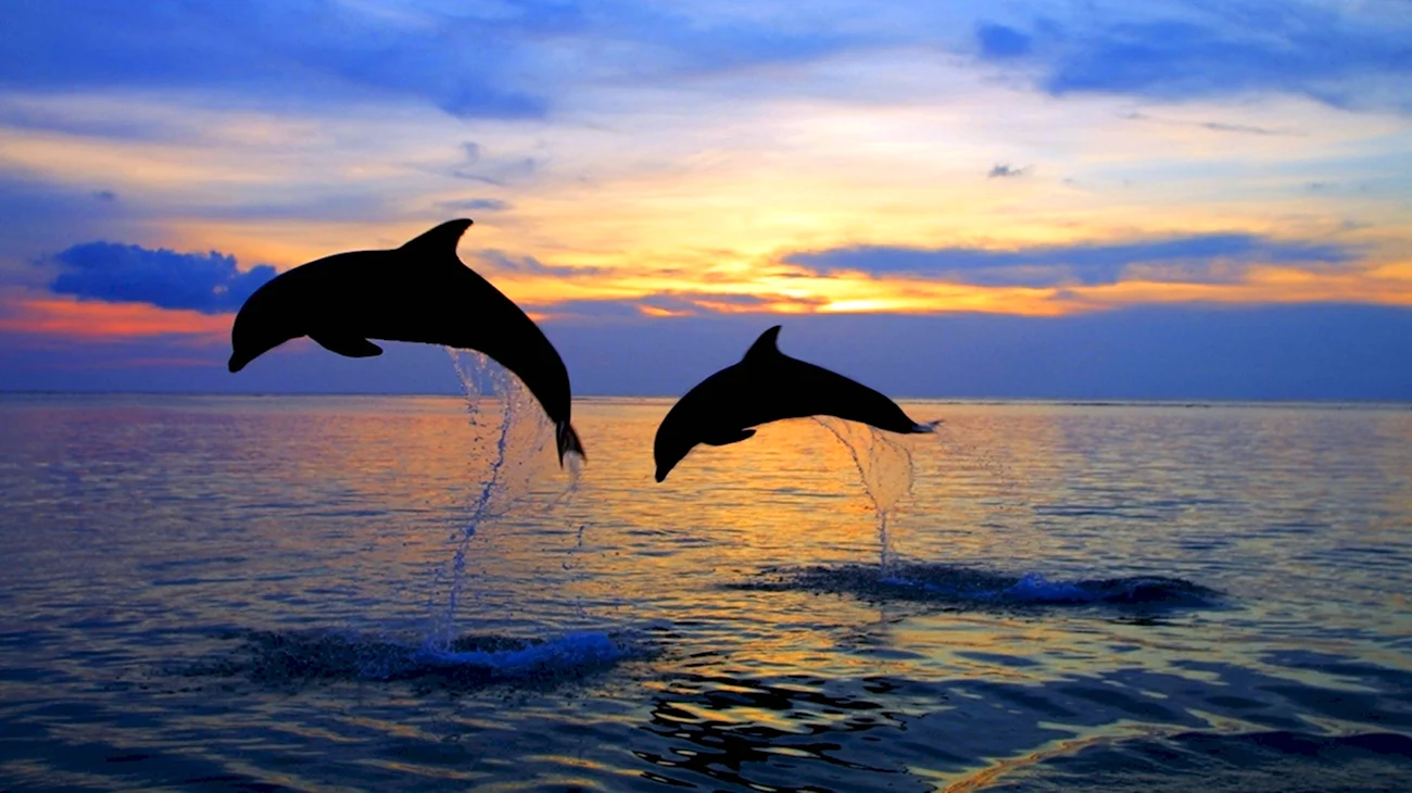 Дельфины в Анапе. Картинка