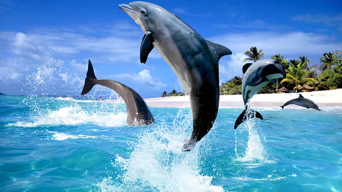 Дельфины в море. Картинка
