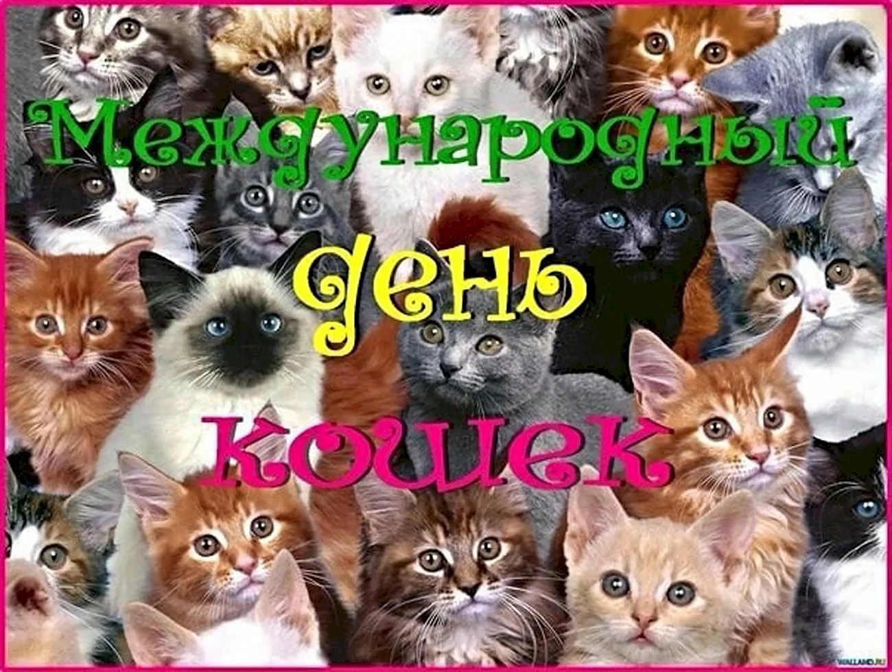 День кошек Всемирный день 8 августа. Поздравление