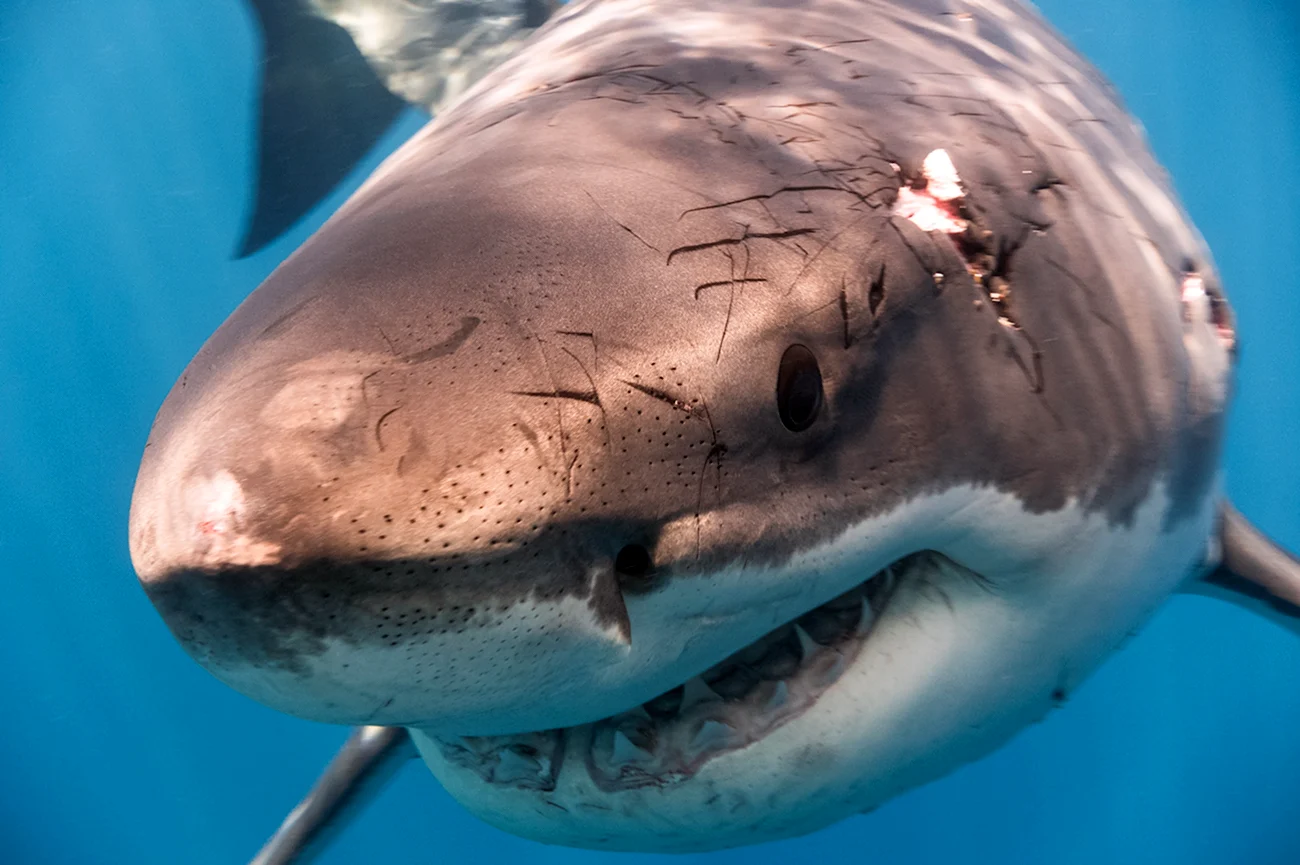 Дентусо акула. Картинка