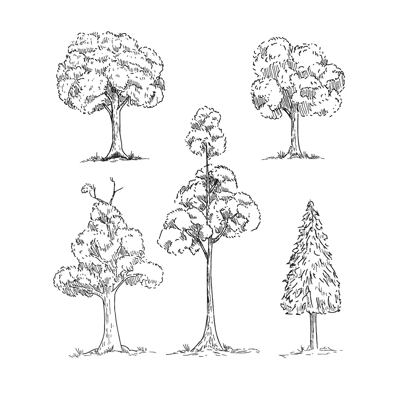 Деревья в ряд рисунок карандашом. Для срисовки