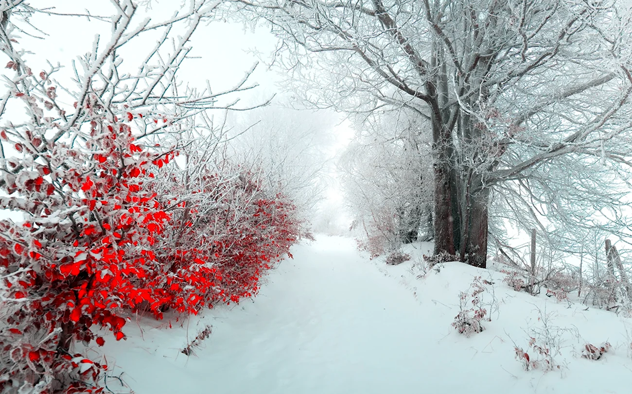 Деревья в снегу. Красивая картинка