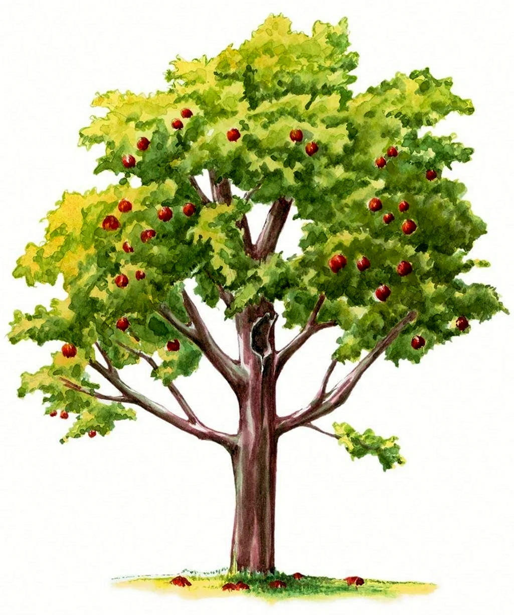 Дерево без плодов. Картинка