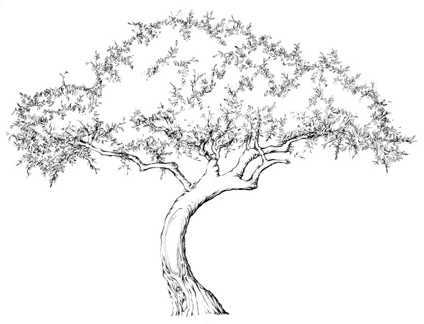 Дерево для рисования. Для срисовки