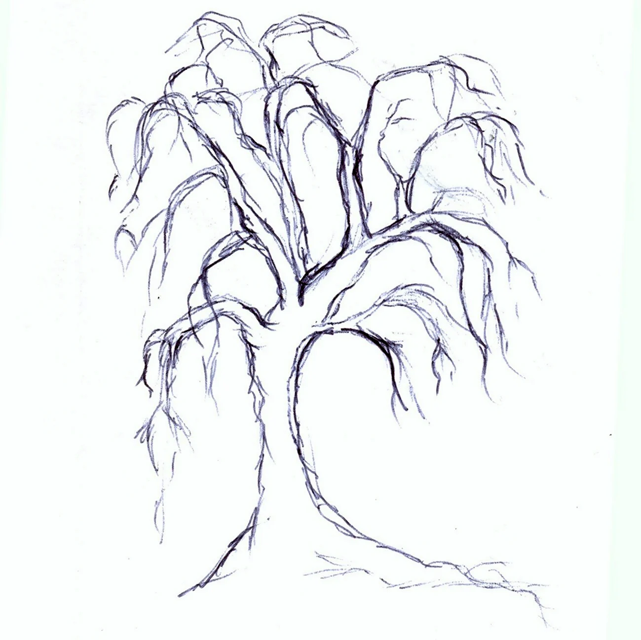 Дерево рисунок карандашом. Для срисовки