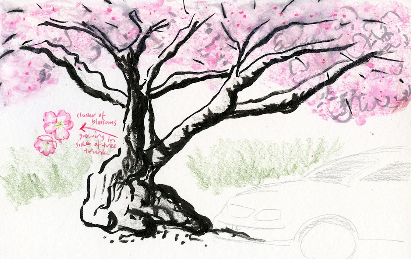 Дерево Сакура карандашом. Для срисовки