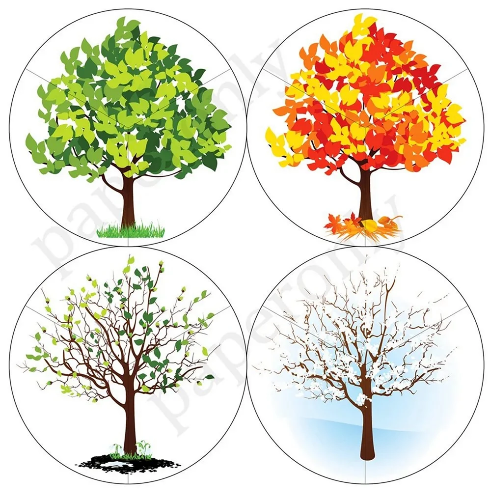 Дерево в разные времена года. Картинка