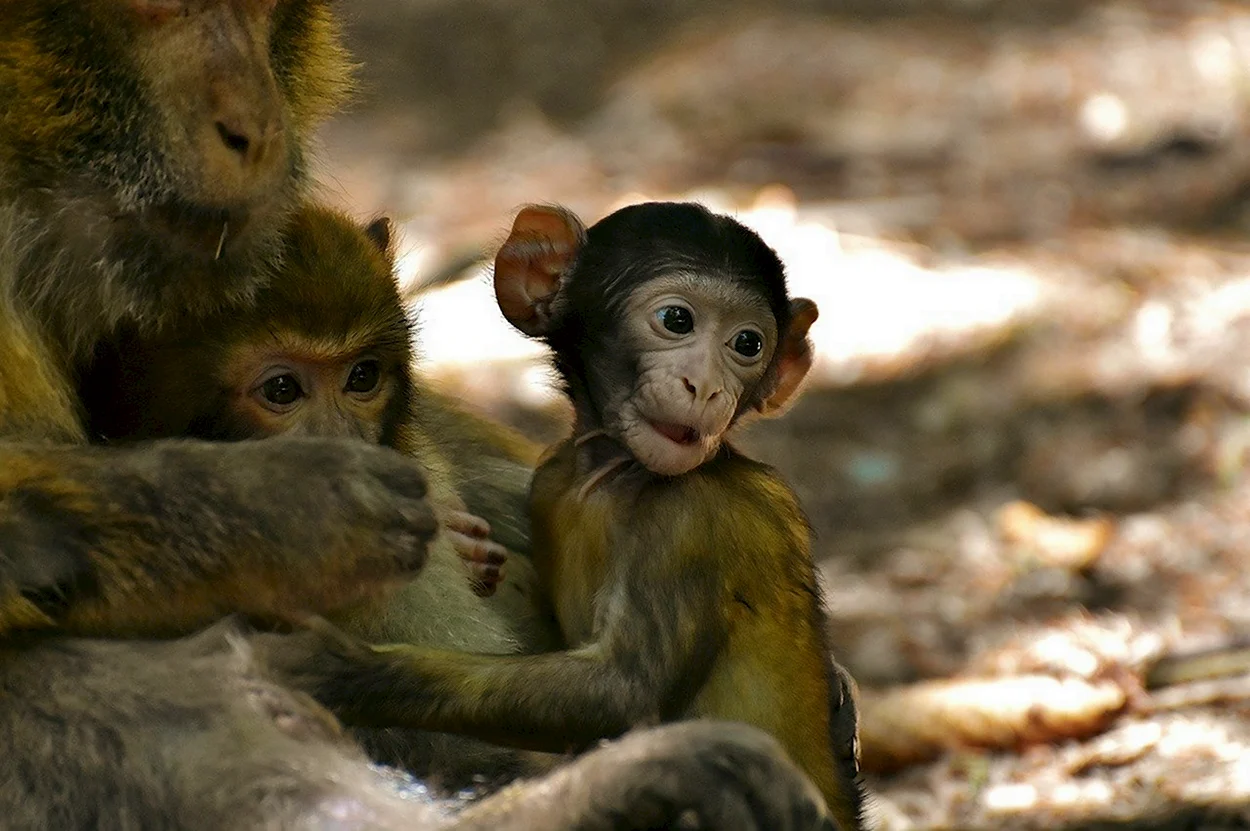 Детеныш обезьяны. Красивое животное