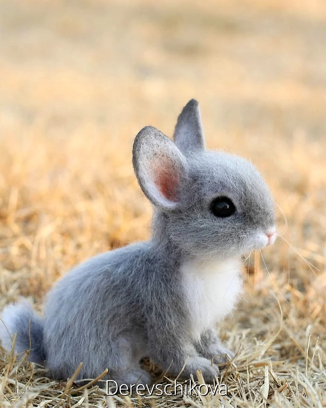 Детеныш зайца. Красивые картинки животных
