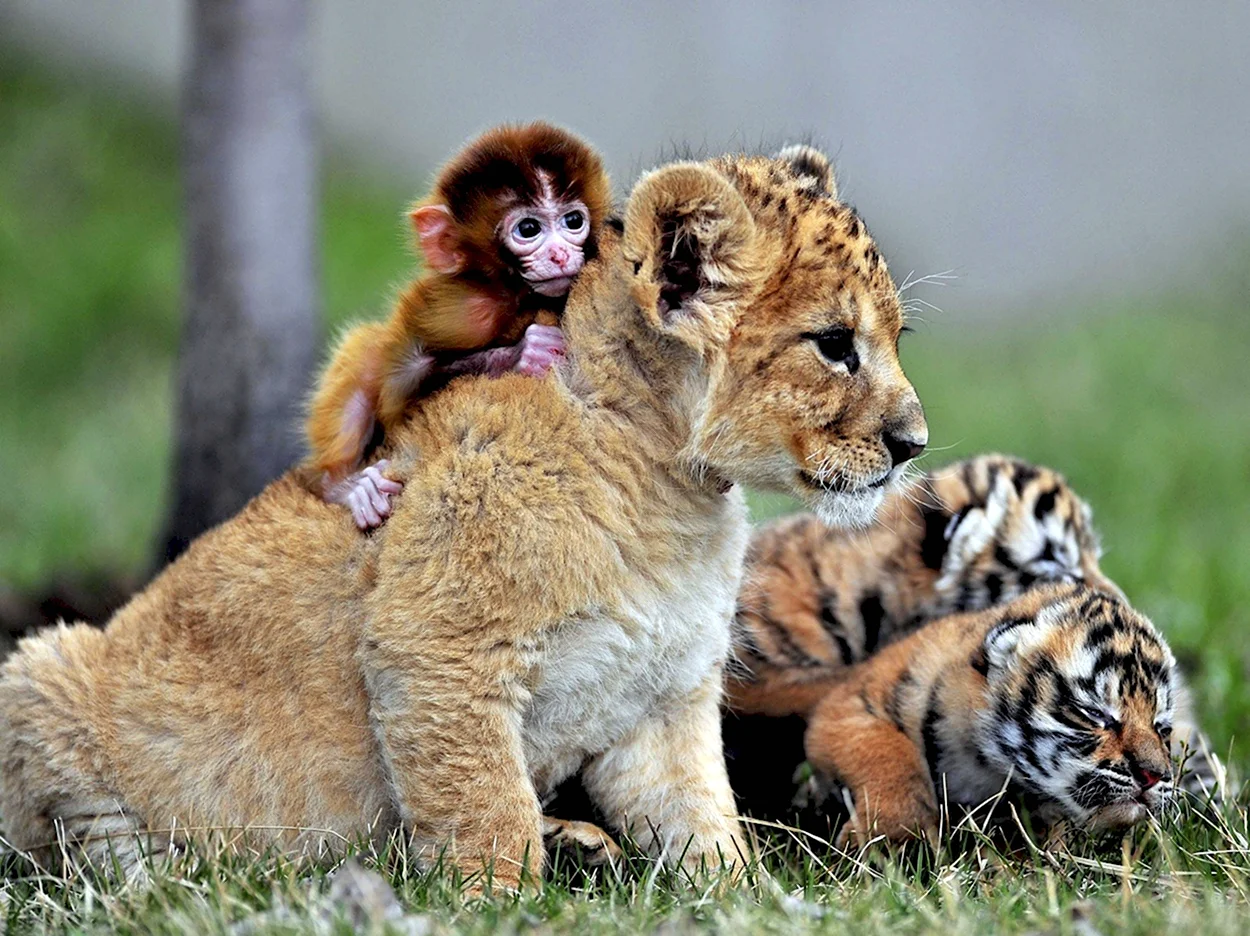 Детеныши животных. Красивое животное