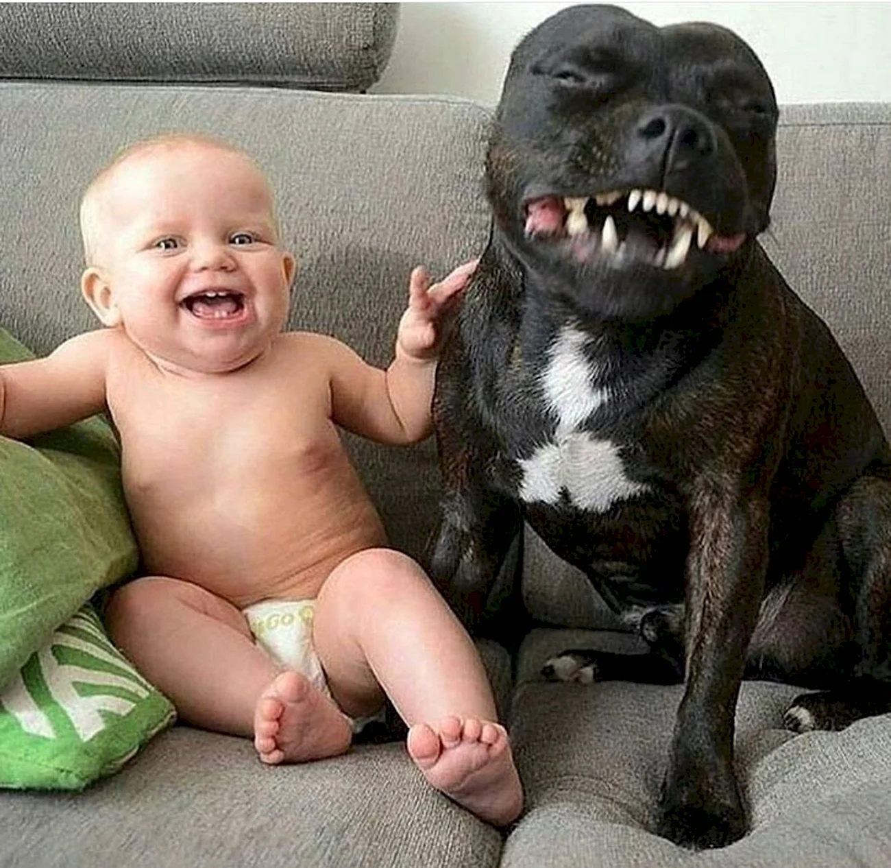 Дети и собаки смешное. Прикольная картинка