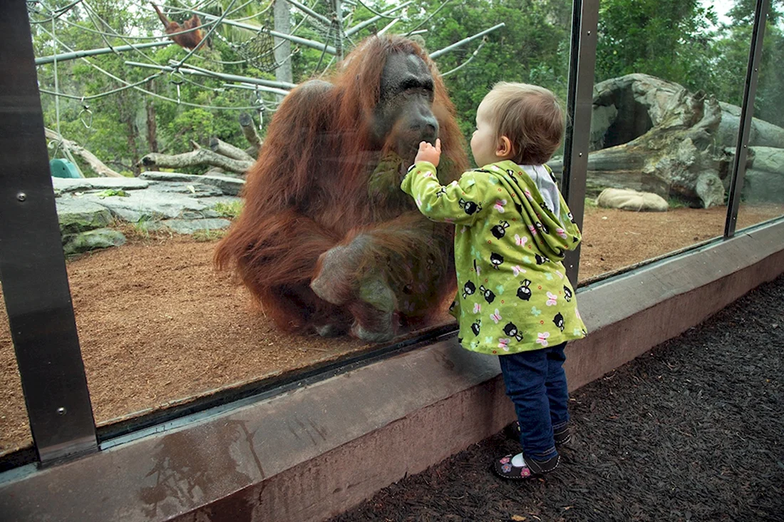 Дети в зоопарке. Анекдот в картинке