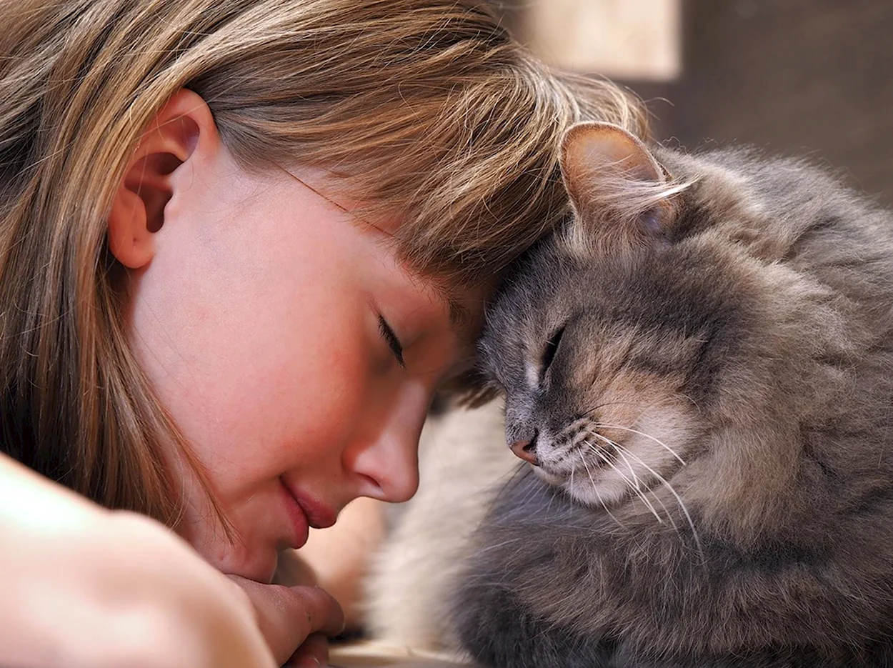 Девочка обнимает кота. Красивая девушка