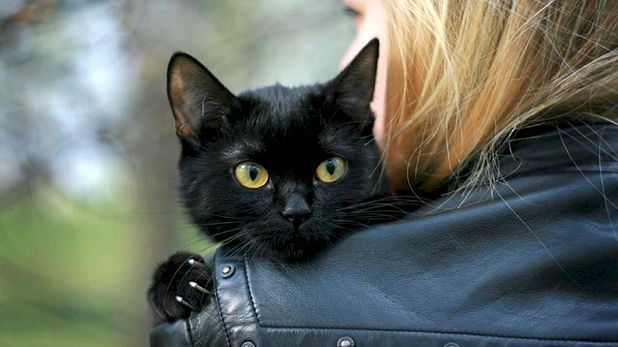 Девушка с черной кошкой. Красивая девушка