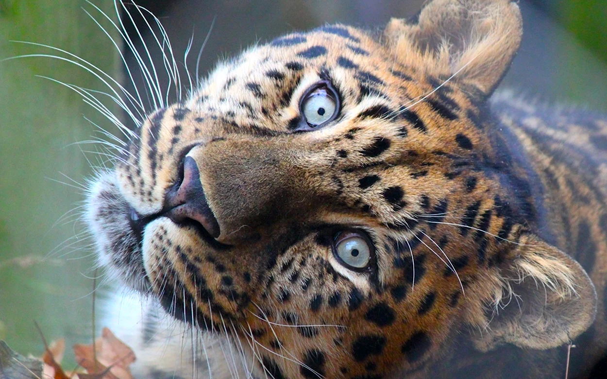 Дикие кошки тигры Ягуары Барсы пантеры леопарды и гепарды и другие. Красивое животное