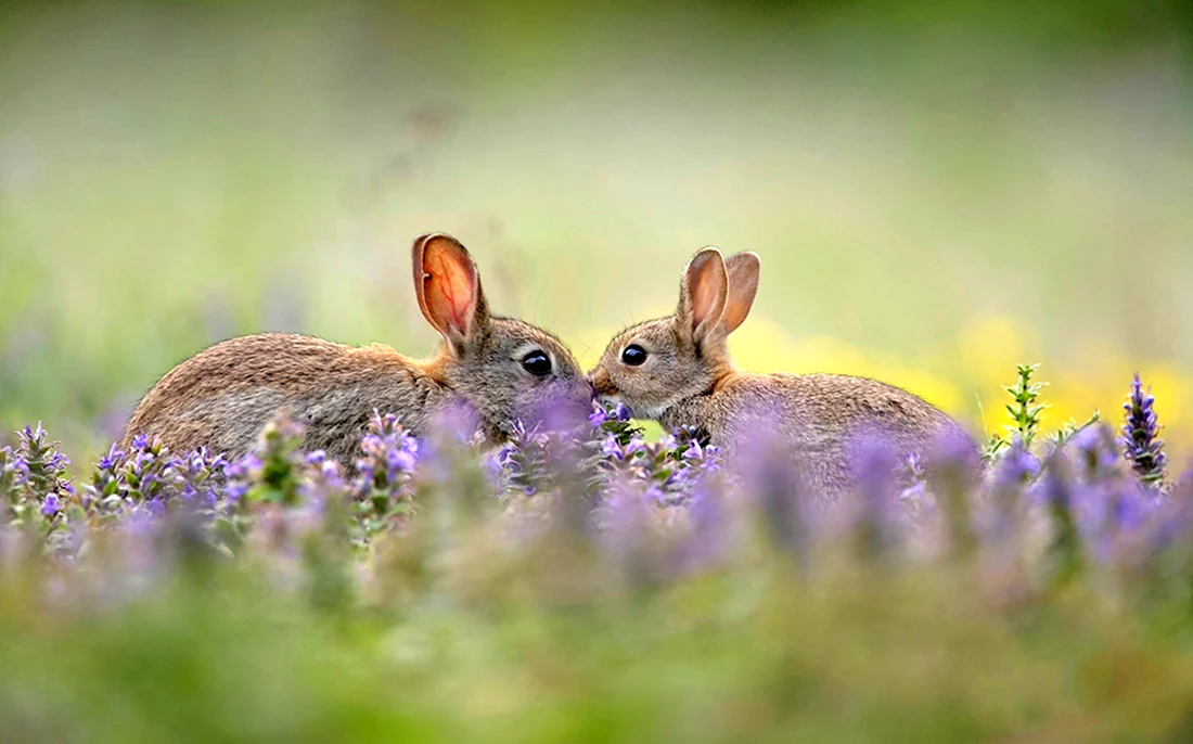 Дикие кролики в природе. Красивые картинки животных