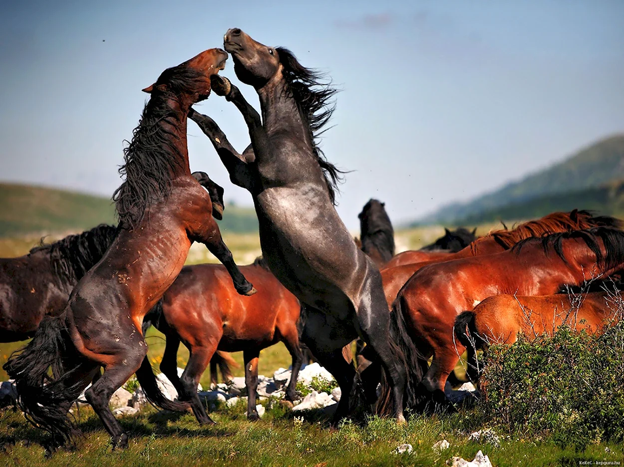 Дикие лошади Мустанги в дикой природе. Красивое животное