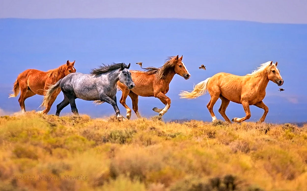 Дикие лошади Мустанги в дикой природе. Красивое животное