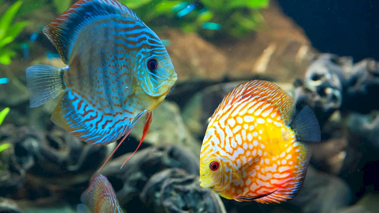 Дискус рыбка аквариумная. Красивое животное