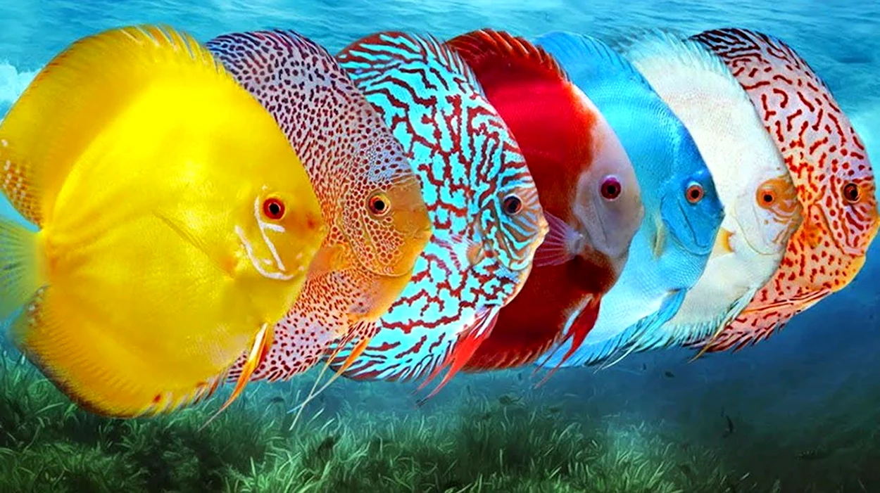 Дискусы аквариумные рыбки. Красивое животное